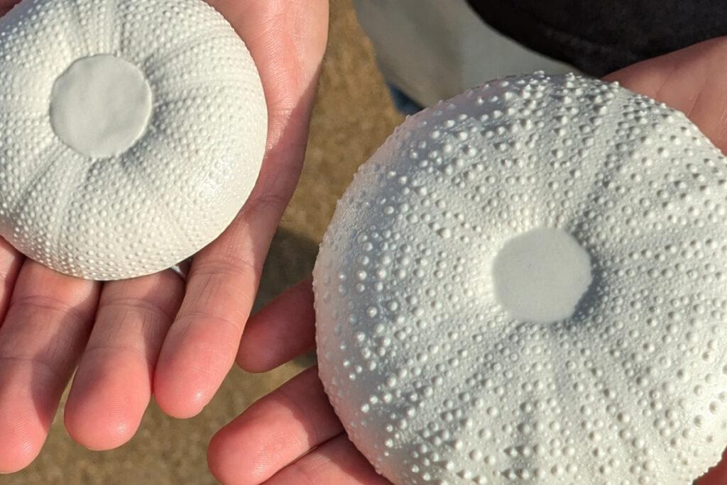 platito decoración, pieza única forma erizo de mar leitmotif