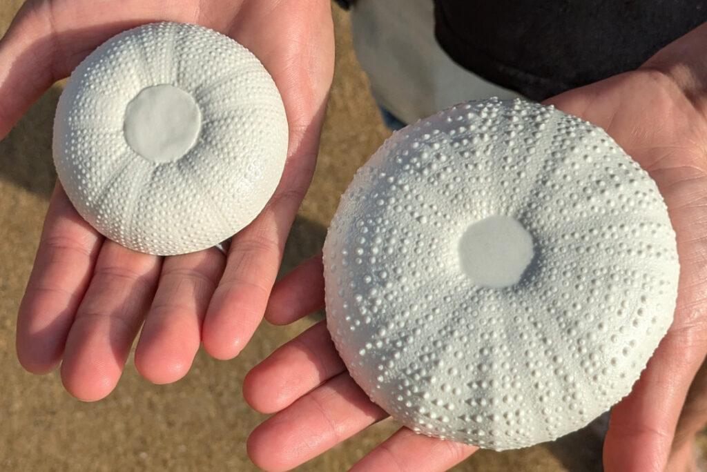 platito porcelana hecha a mano forma erizo